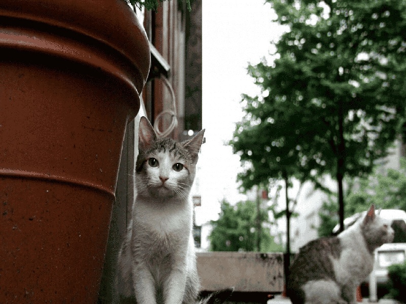上海2018试管医院(上海福孕试管)
